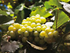 Viticulture mini