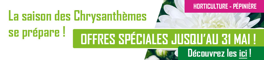 SLIDE - HP - CHRYSANTHEMES