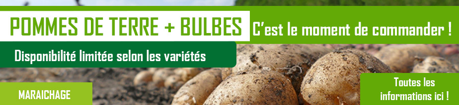 SLIDE_M-POMME DE TERRE_BULBES